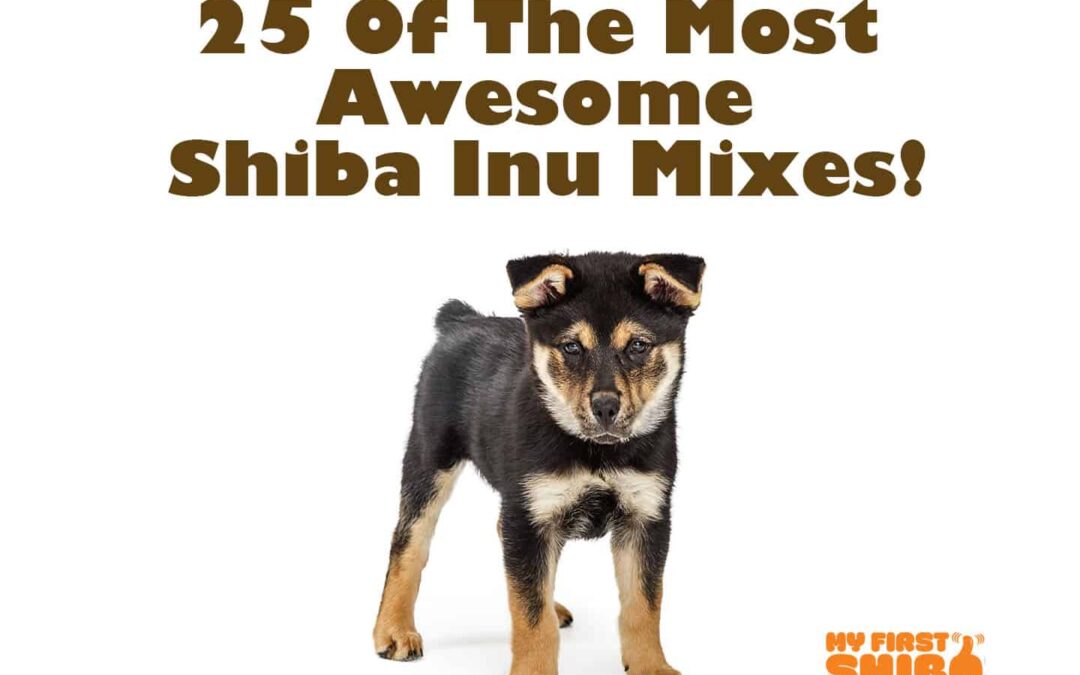 25 awesome shiba inu mixes