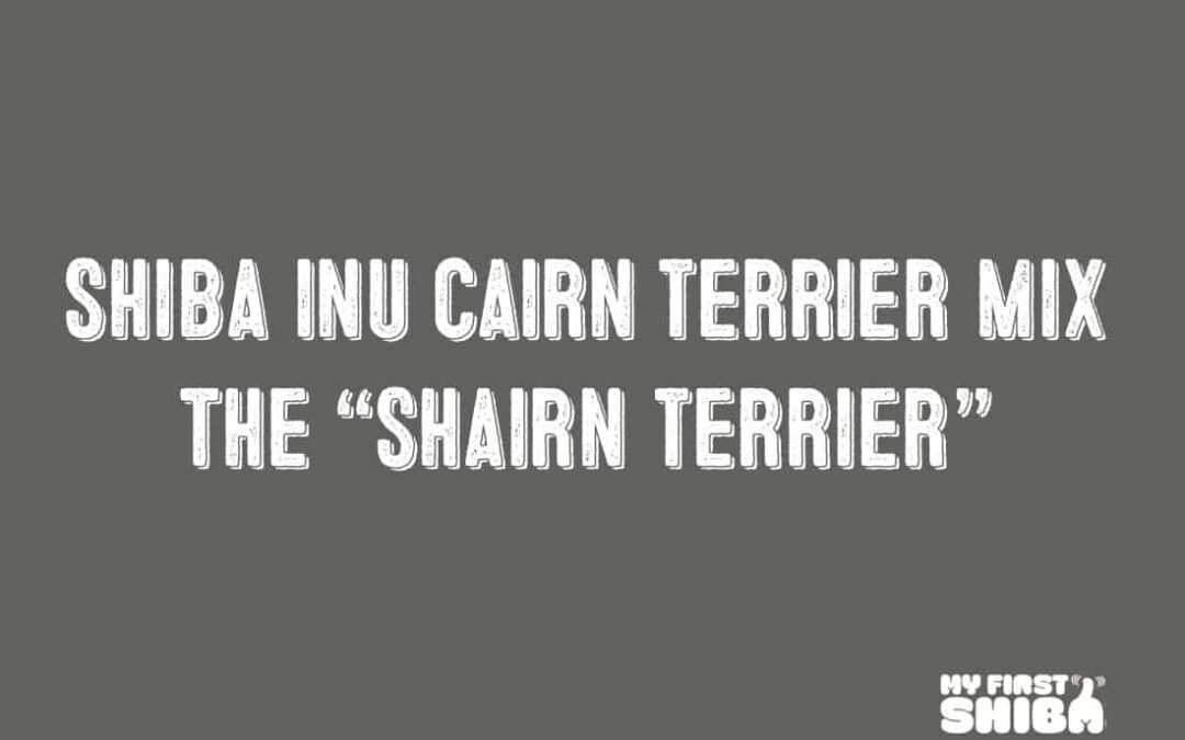 shiba inu cairn terrier mix