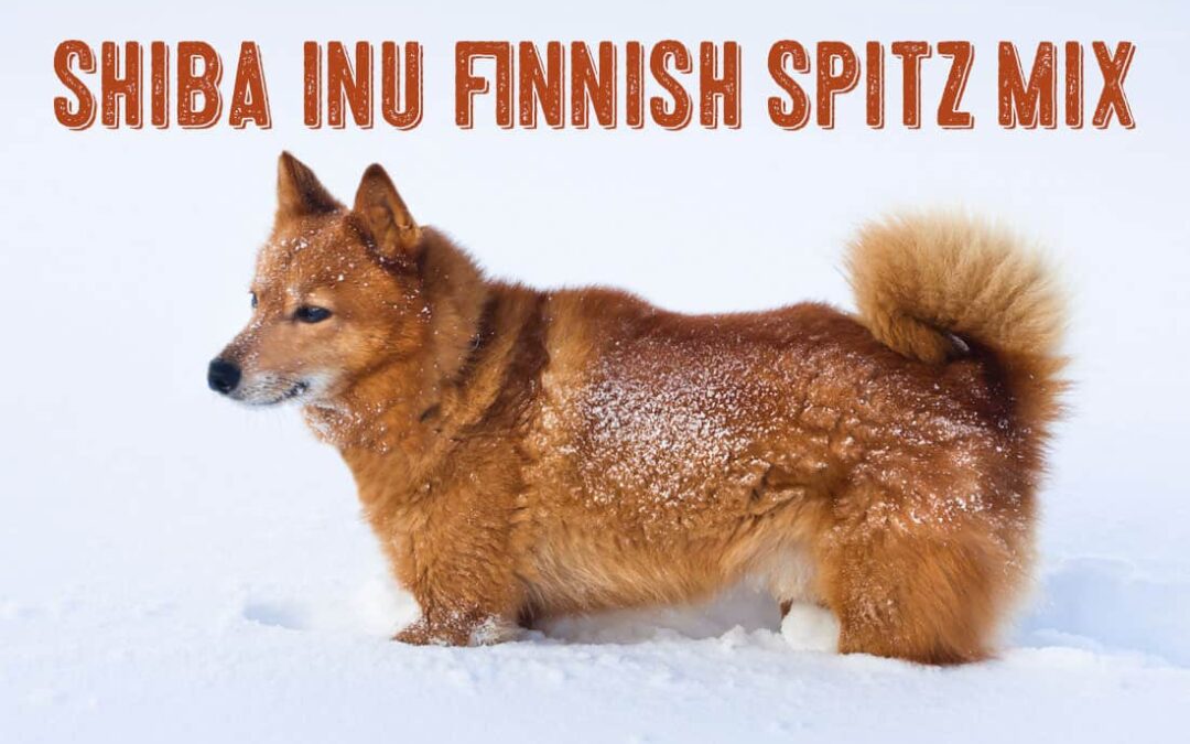 shiba inu finnish spitz finkie mix