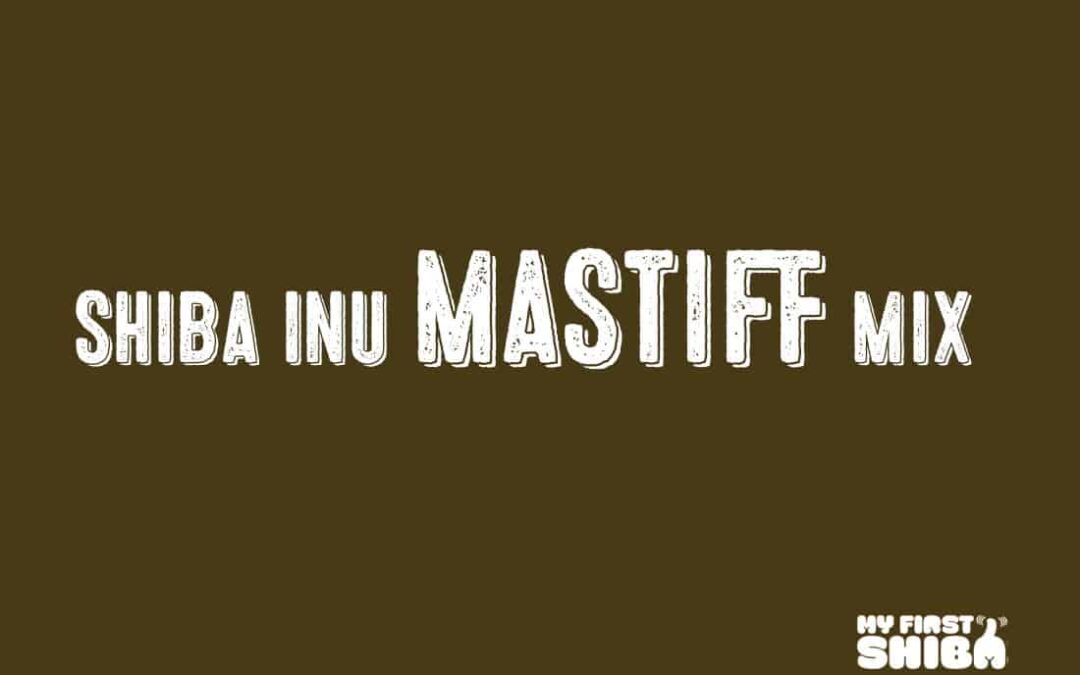 shiba inu mastiff mix title