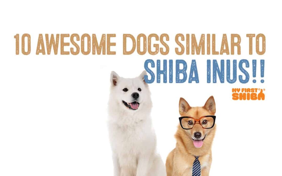 10 Dogs Similar to Shiba Inu dog breed