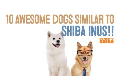 10 Totally Awesome Dogs Simliar To Shiba Inus