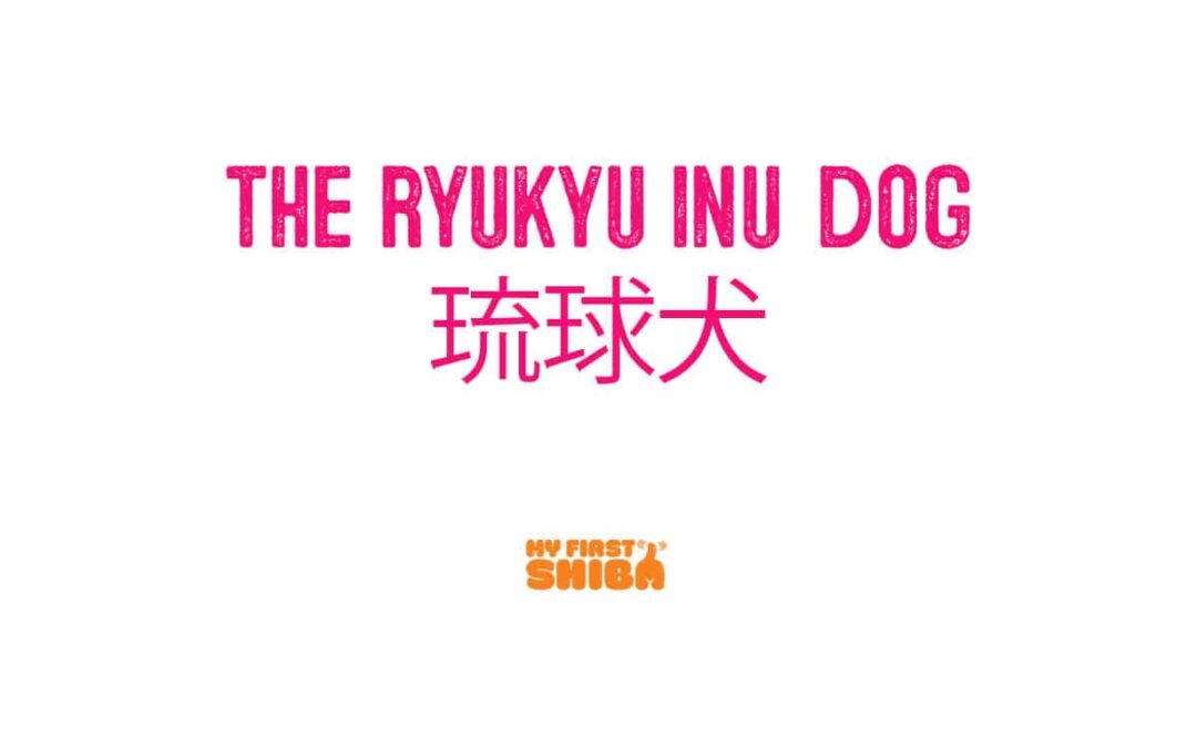 All about the Ryukyu Inu