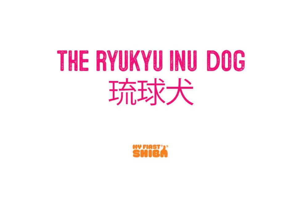 The Ryukyu Inu Japanese Dog Breed My First Shiba Inu