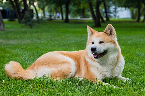 Japanese akita inu dog lying down on the grass