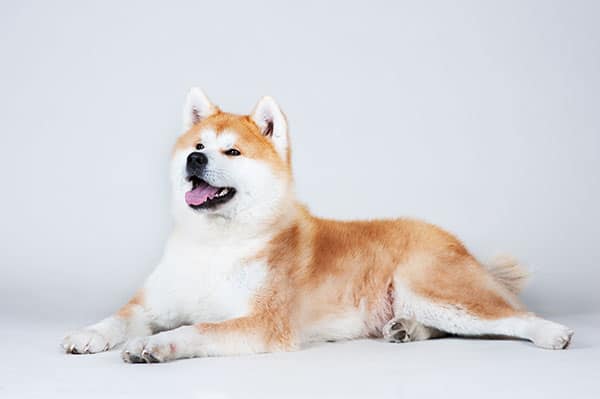Japanese akita inu dog lying down