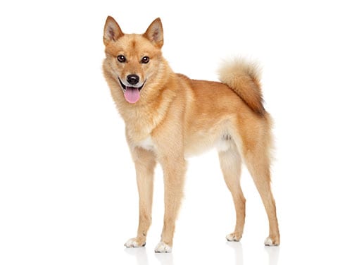 Finnish Spitz Dog looks like Shiba Inu