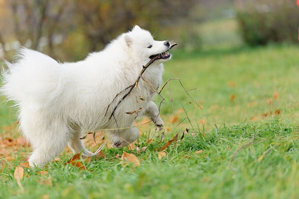 samoyed dog playing with stick