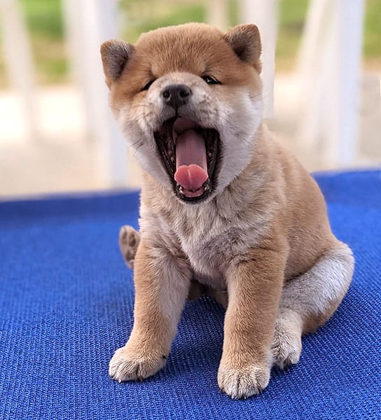 adorable yawning Shiba Inu puppy from Jogoso