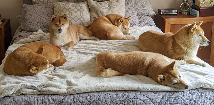Shiba Inus lying comfortably on the bed