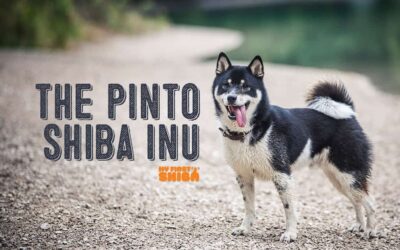 The Piebald or “Pinto” Shiba Inu