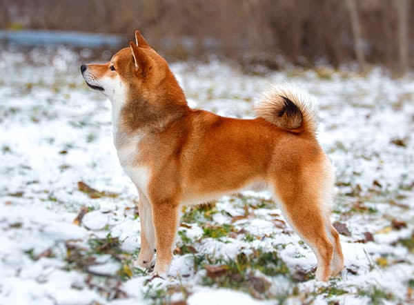 gorgeous red shiba inu japanese dog