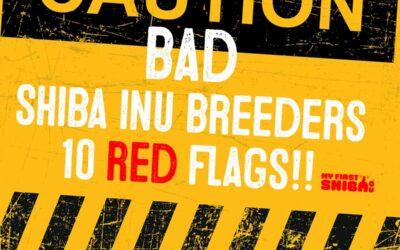10 Telltale Signs of Bad Shiba Inu Breeders