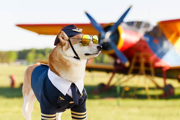 shiba inu in airplane pilot uniform