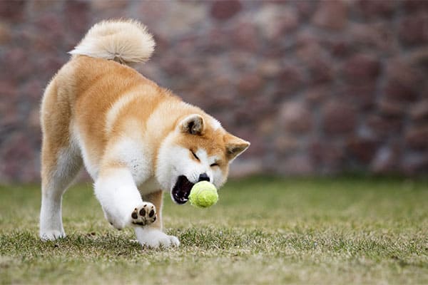 Red Japanese Akita Inu playing with a tennis ball