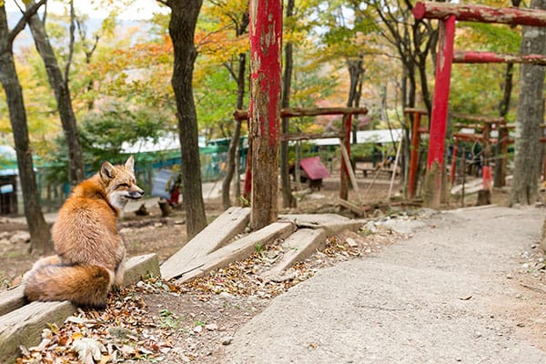 red fox in japan
