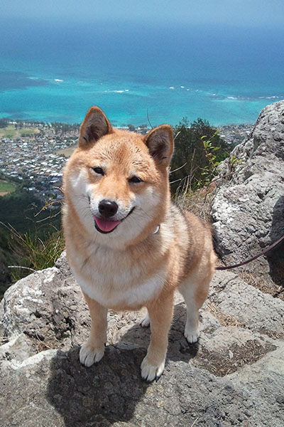 Happy smiling shiba Inu on a hike in Oahu