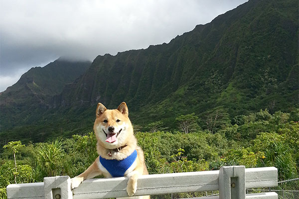 beautiful red Shiba Inu in front of Hawaiian mountains