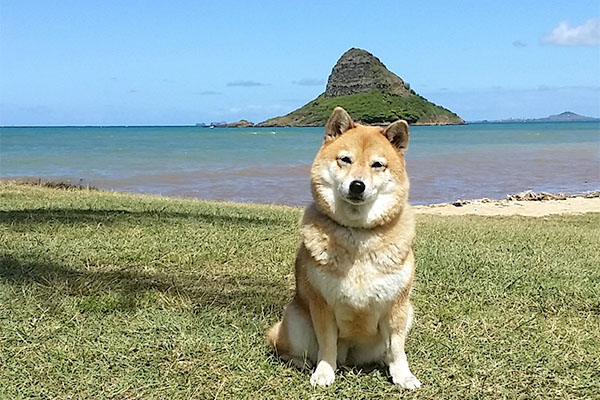Shiba Inu in front of Chinamen't hat