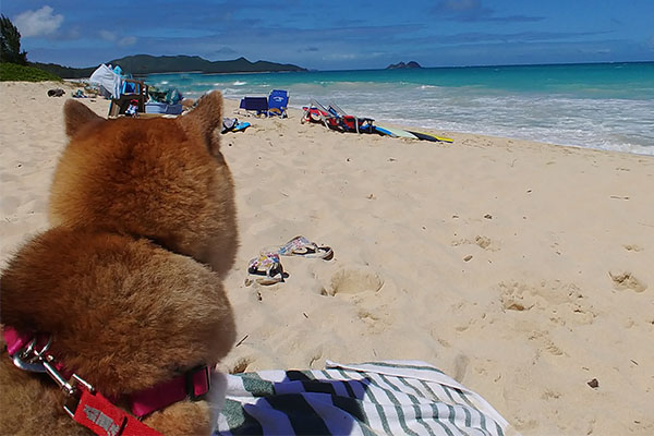 Shiba Inu relaxing on beach looking at Chinaman's Hat