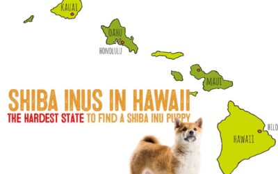 Shiba Inus In Hawaii – The Hardest State To Find a Shiba Inu Puppy