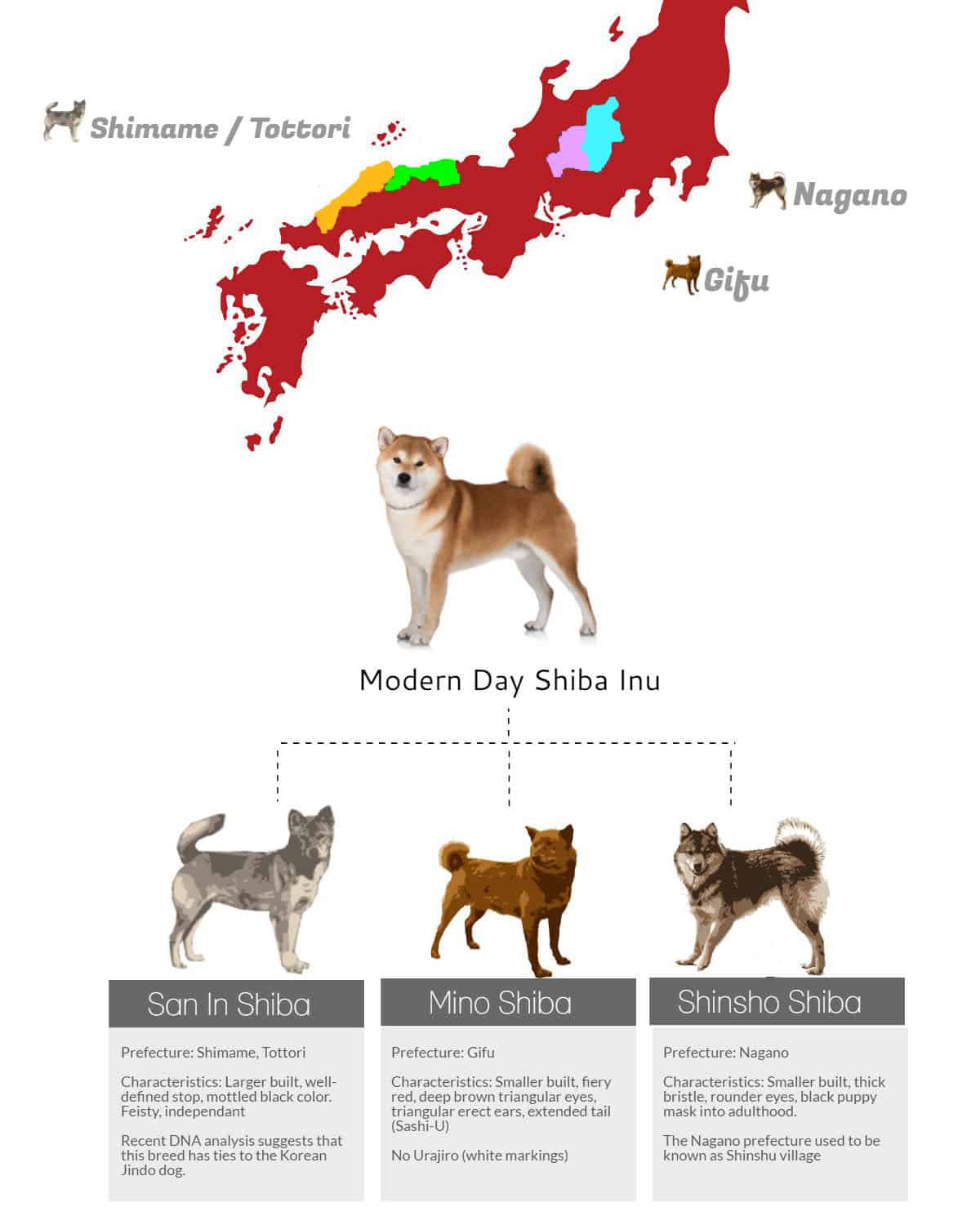 origin history of shiba inu dog breed of Japan