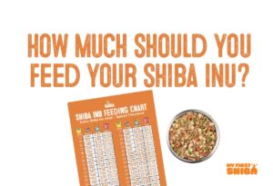 how much food to feed your shiba inu