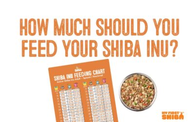 How Much Food Should I Feed My Shiba Inu?