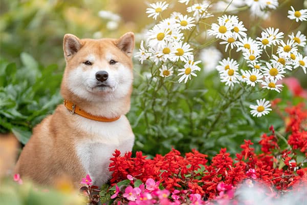 shiba inu dog in japan flower garden