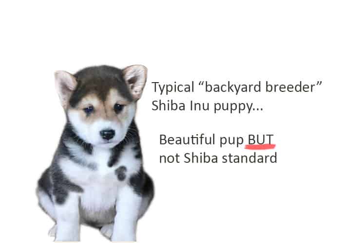 mismarked puppy mill shiba inu