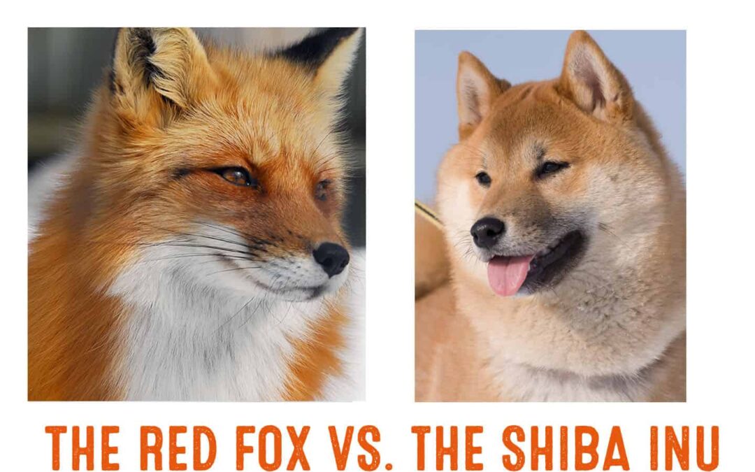 red fox vs shiba inu