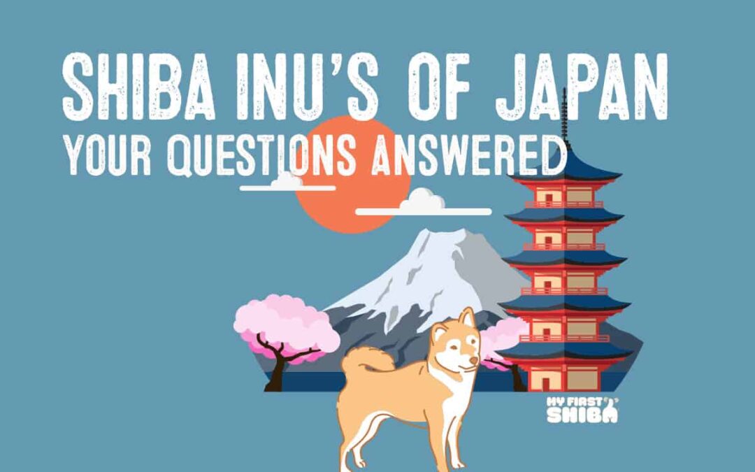 shiba inu of japan illustration infographic