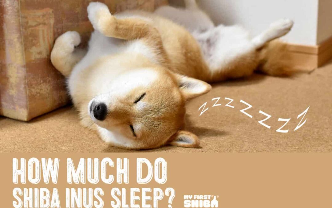 how much sleep do shiba inus need?