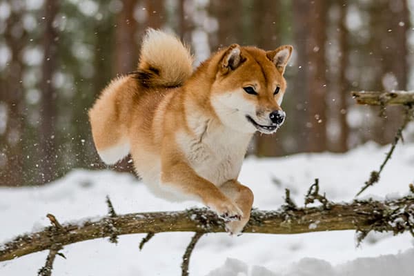 Shiba Inu running and plyaing in the snow
