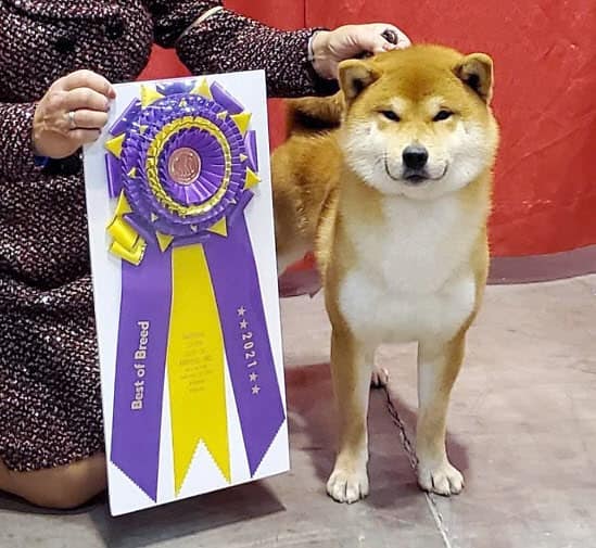 Cody of Jogoso Shiba Inu Best of breed