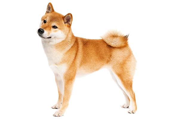 shiba inu looking to the side