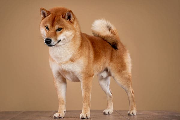 nice quality shiba inu dog for show dog