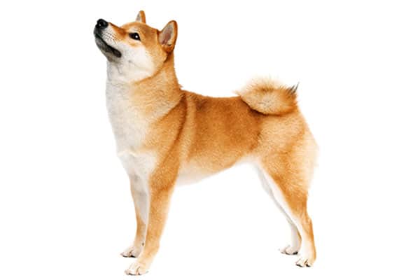 red shiba inu looking up 