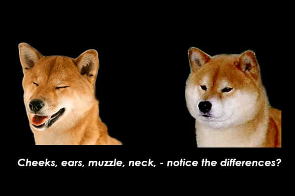 shiba inu head comparison cheek neck ear muzzle