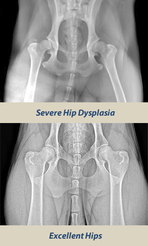 example of hip dysplasia xray