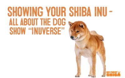 Showing Your Shiba Inu – All About Shibas in The Dog Show “Inuverse”