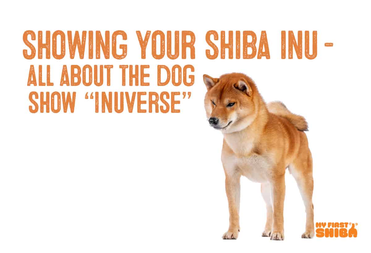 Showing your Shiba Inu infographic
