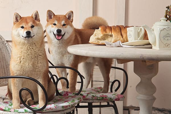 spoiled shiba inu at the dining table