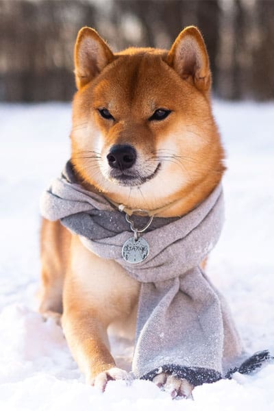 cute red shiba inu in snow wearing scarf