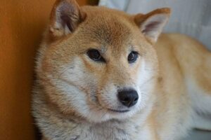 not very happy shiba inu