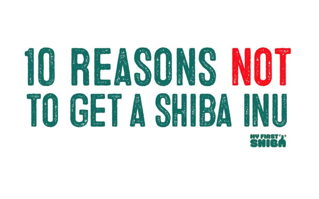 ten reasons why not to get a shiba inu