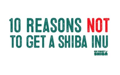 10 Reasons NOT To Get a Shiba Inu