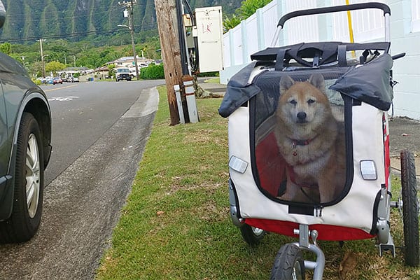 Shiba Inu in doggy stroller