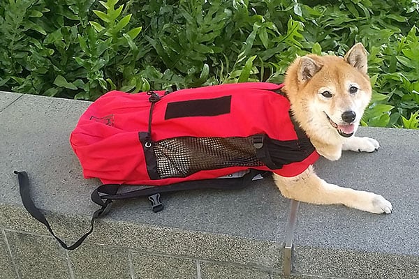 Shiba Inu in doggy backpack