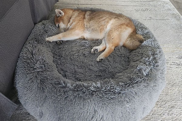 shiba inu sleeping on comfy donut bed